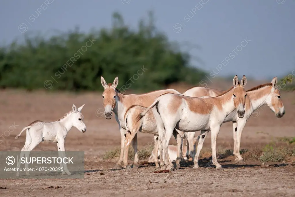 Khur  / Asiatic wild ass (Equus hemionus) group with very pale foal, Little Rann of Kutch, Gujarat, India