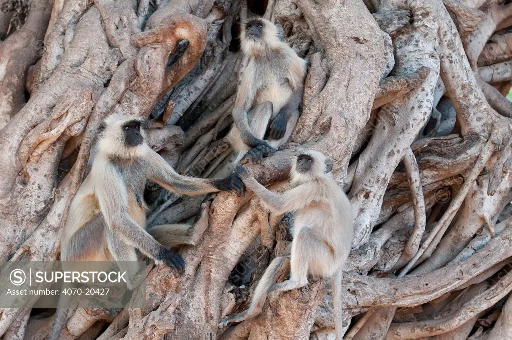 Southern plains grey langur ( Semnopithecus entellus / Presbytis entellus) group sitting in Banyan tree, Sawai Modhopur, Rajasthan India