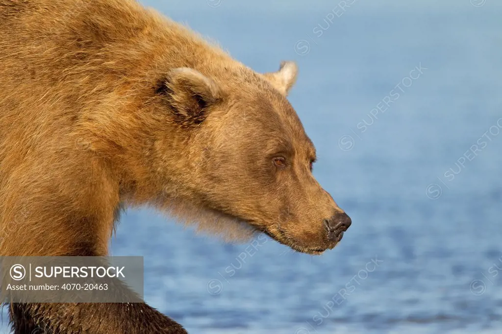 Grizzly Bear (Ursus arctos horribilis) portrait, Lake Clark National Park, Alaska, USA, August