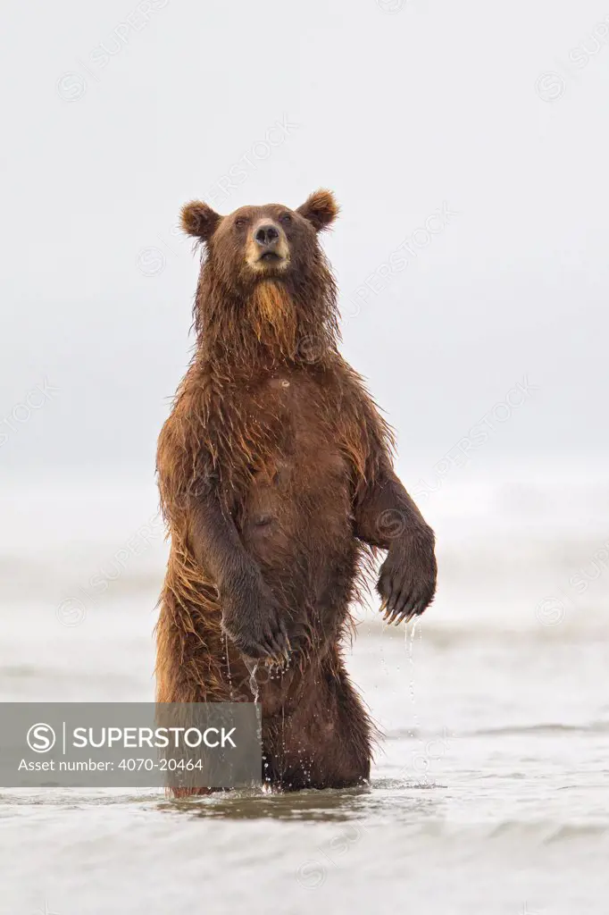 Grizzly Bear (Ursus arctos horribilis) standing up while fishing for salmon during spawning season, Lake Clark National Park, Alaska, USA, August