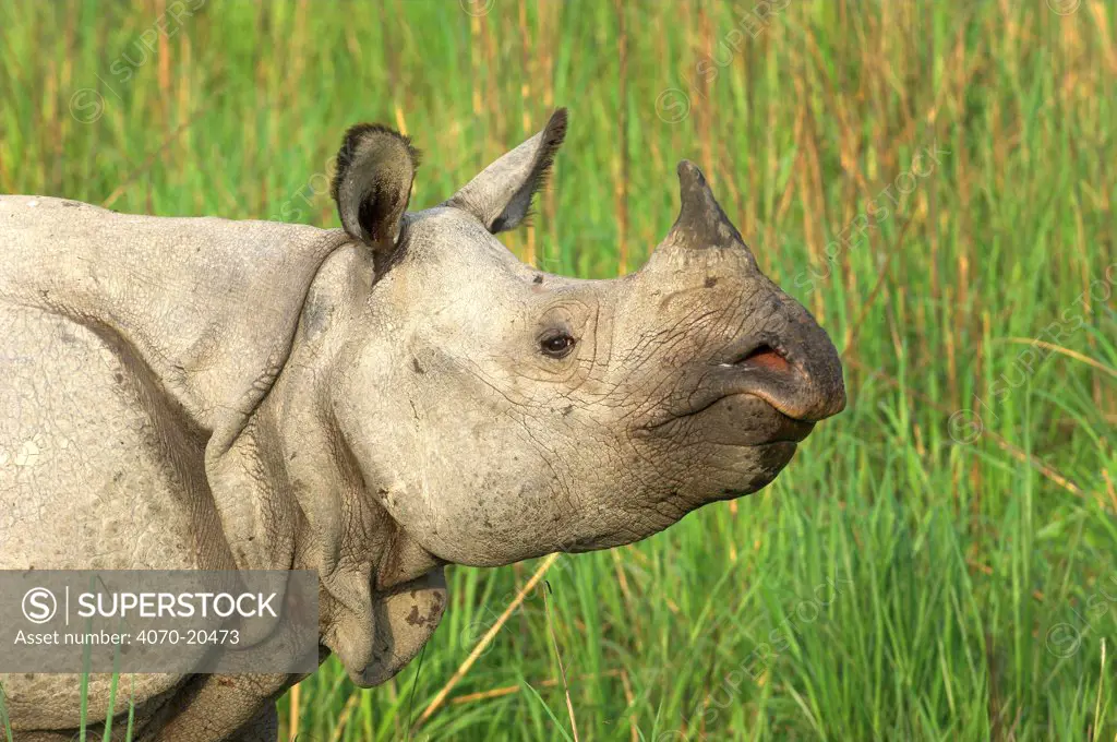 Indian / Greater One-horned Rhinoceros (Rhinoceros unicornis) in profile. Kaziranga National Park, Assam, north India. Book plate from Mark Carwardine's Ultimate Wildlife Experiences.