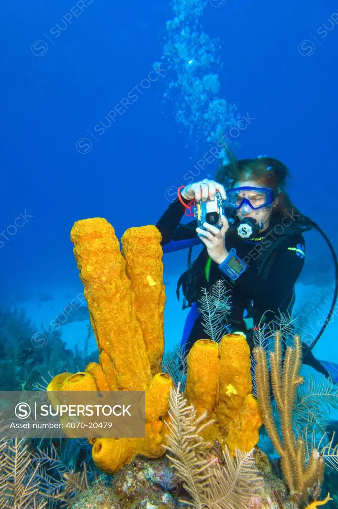 Diver photographing a large formation of yellow tube sponges (Aplysina fistularis) growing on a coral reef, North Wall, Grand Cayman, Cayman Islands, British West Indies, Caribbean Sea. Model released.