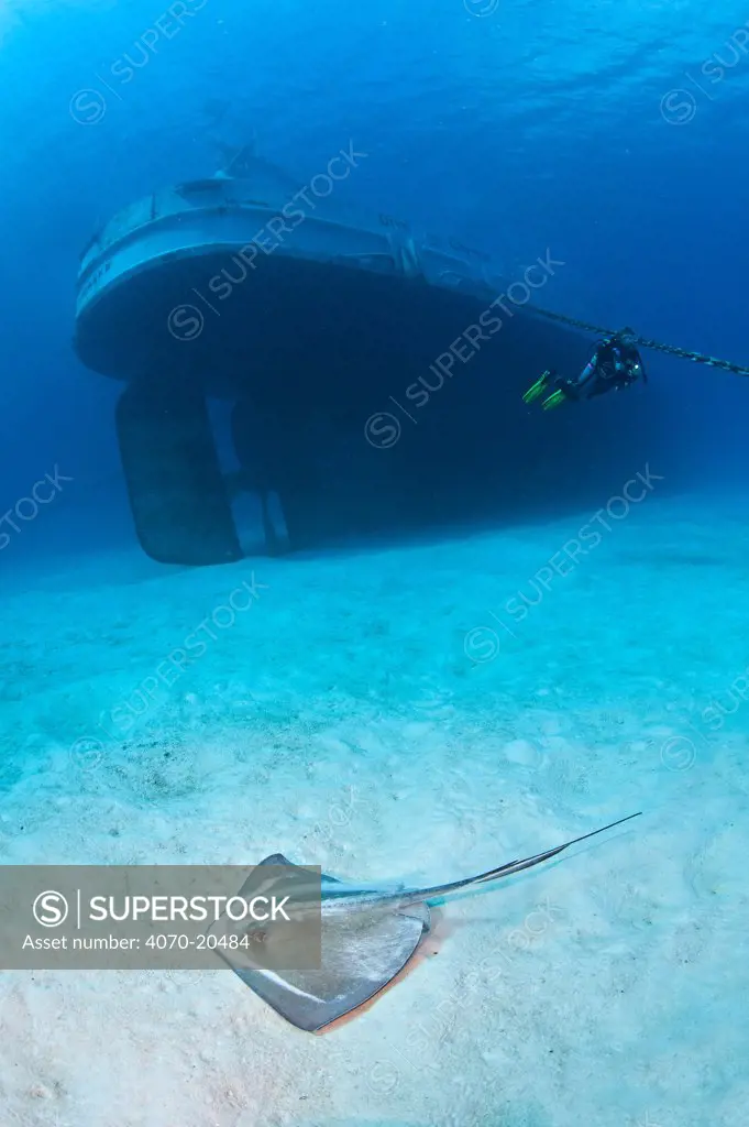 Southern stingray (Dasyatis americana) swimming over sand by the stern of the USS Kittiwake (US Military submarine rescue vessel) with diver in background. Photograph was taken shortly after the wreck was deliberately sunk as an attraction for scuba divers, Caribbean Sea. Model released.