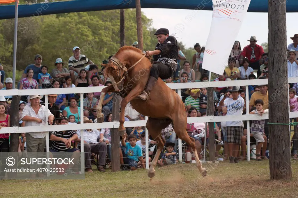 A traditionally dressed cowboy tries to remain on a bronc (unbroken) Quarter mare, during the rodeo of the Festival de la Doma y el Folclore, Estancia Tacuaty, Misiones, Paraguay. Sequence 4/7. January 2012