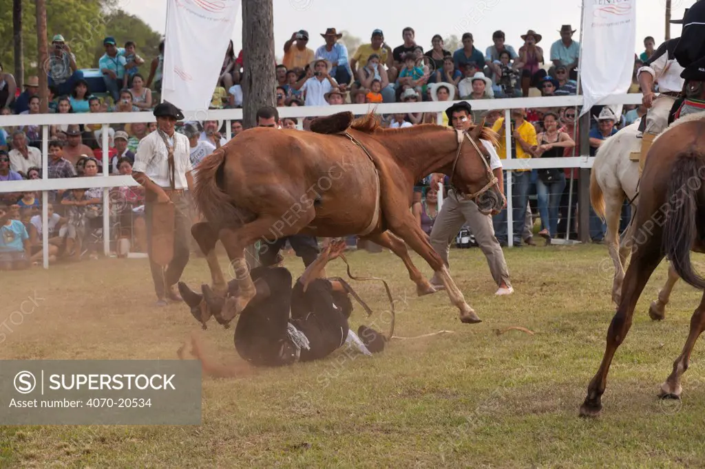 A traditionally dressed cowboy has fallen under a bolting bronc (unbroken) Quarter mare, during the rodeo of the Festival de la Doma y el Folclore, Estancia Tacuaty, Misiones, Paraguay. Sequence 6/7. January 2012