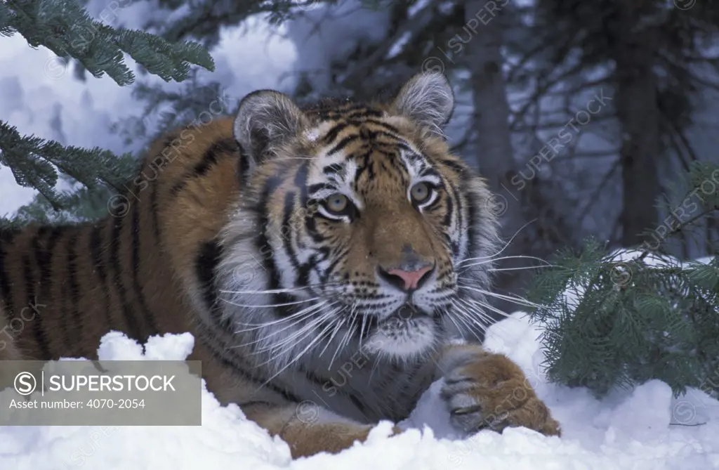 Siberian tiger in snow Panthera tigris altaica} captive