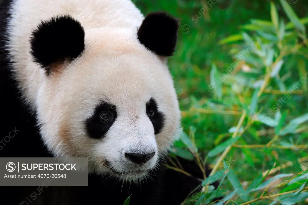 Giant panda (Ailuropoda melanoleuca) portrait, captive, Zoo Parc de Beauval, France, Endangered
