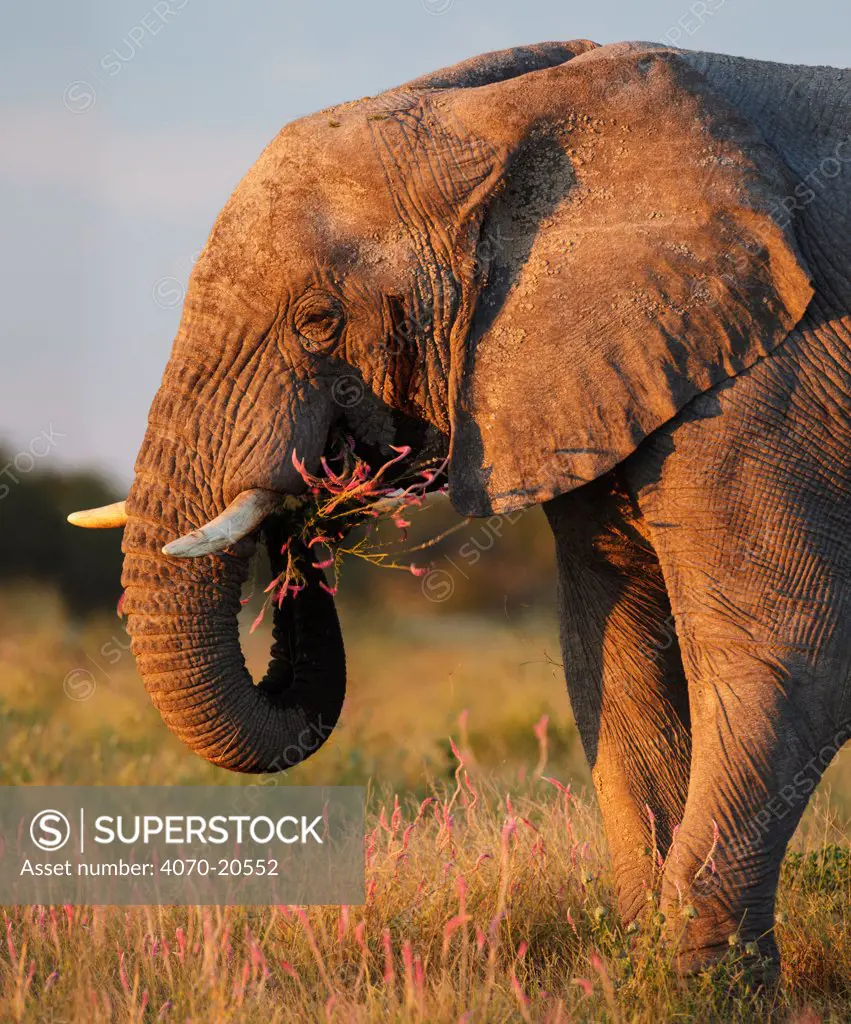 African elephant (Loxodonta africana) feeding, Etosha National Park, Namibia Photo by Sharon Heald