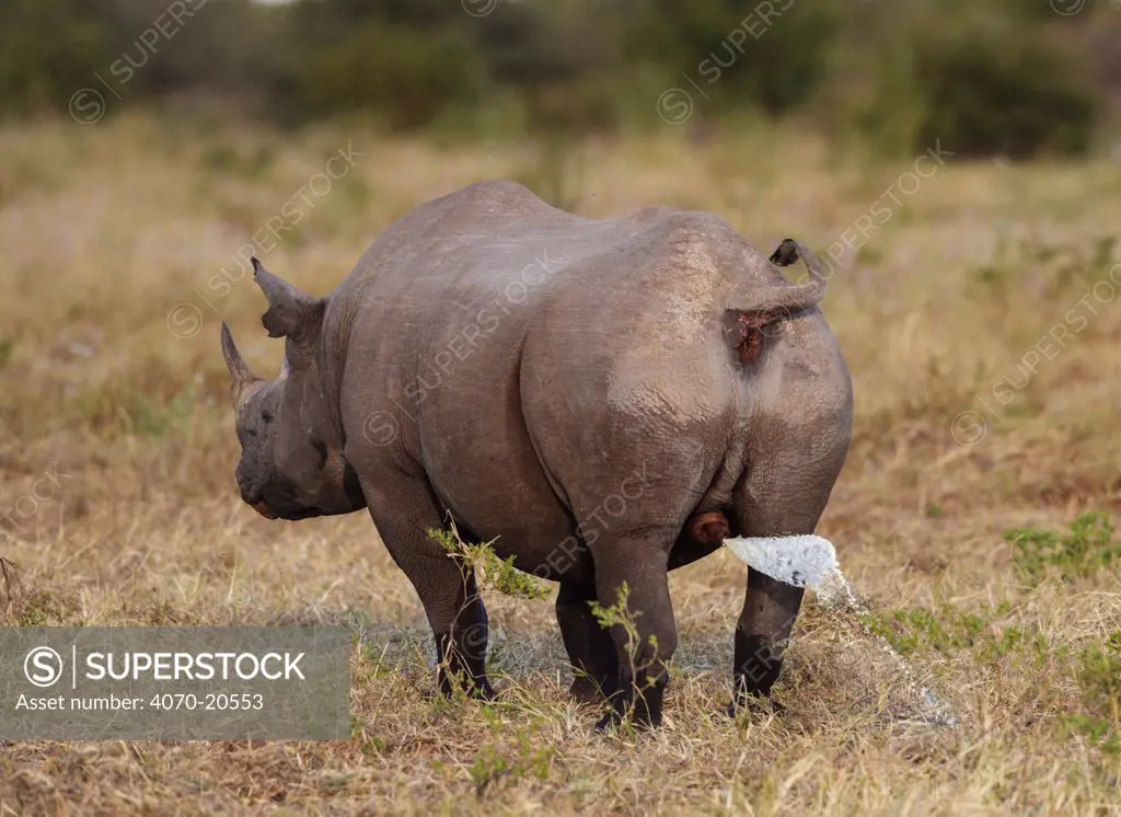Black rhinoceros (Diceros bicornis) male spray marking, Etosha National Park, Namibia Photo by Sharon Heald