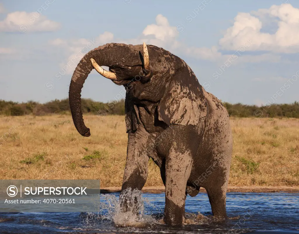 African elephant (Loxodonta africana) drinking at waterhole, Etosha National Park, Namibia