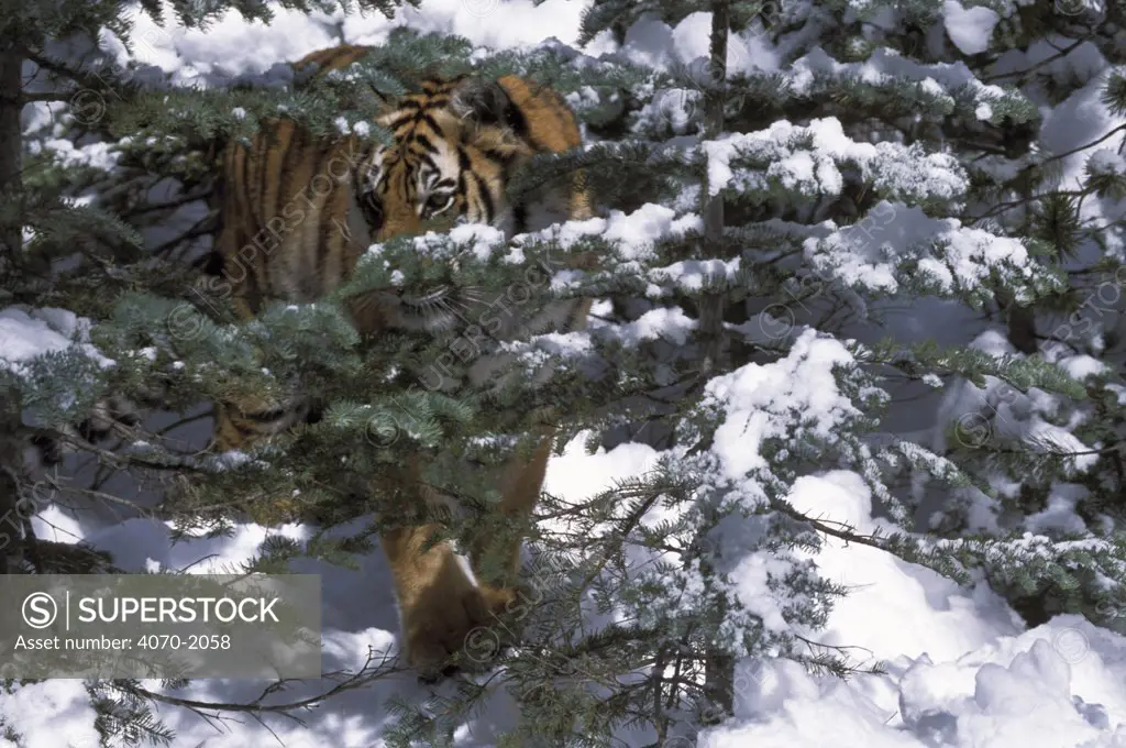 Siberian tiger behind conifer tree in snow Panthera tigris altaica} captive