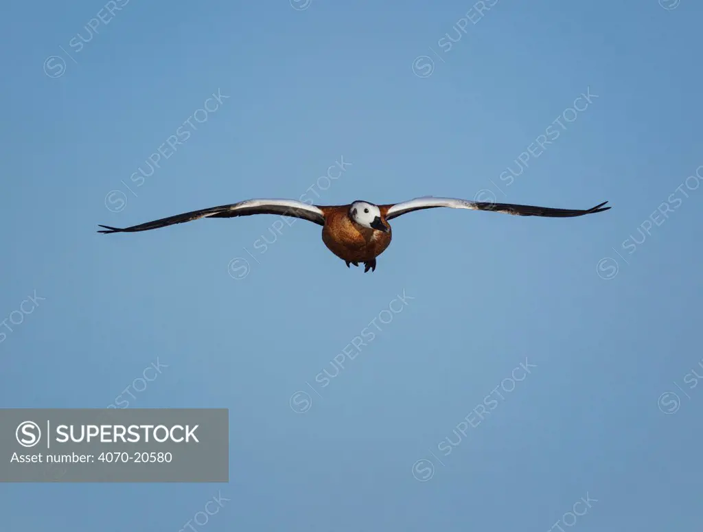 South African shelduck (Tadorna cana) female in flight, Etosha National Park, Namibia