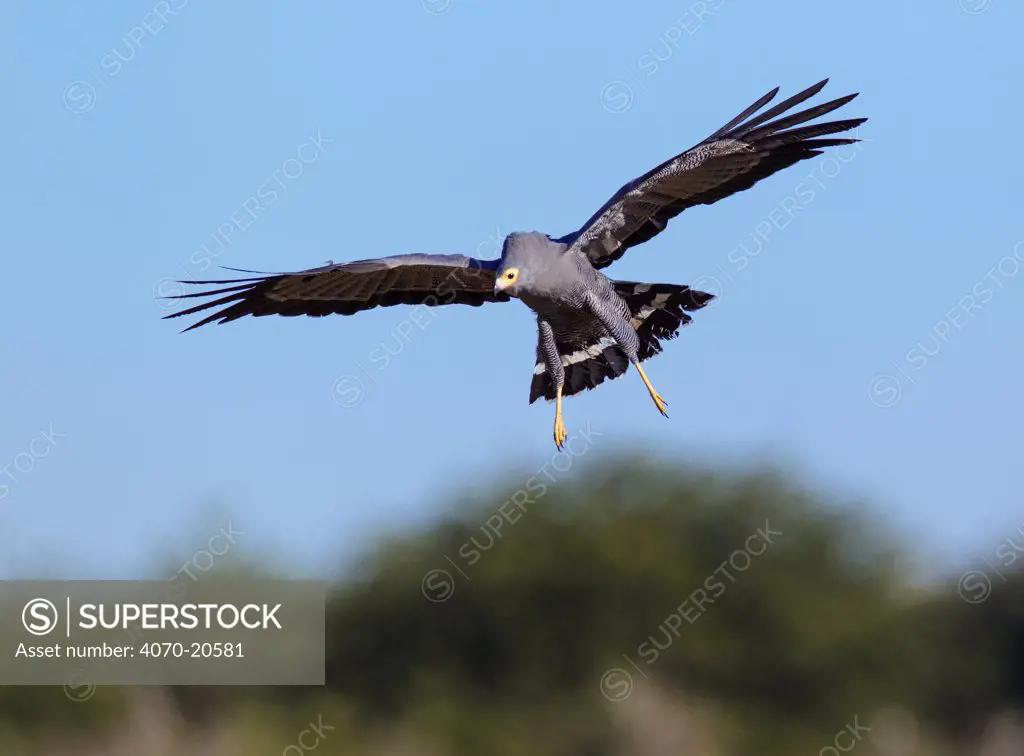 African harrier hawk / Gymnogene (Polyboroides typus) Etosha National Park, Namibia