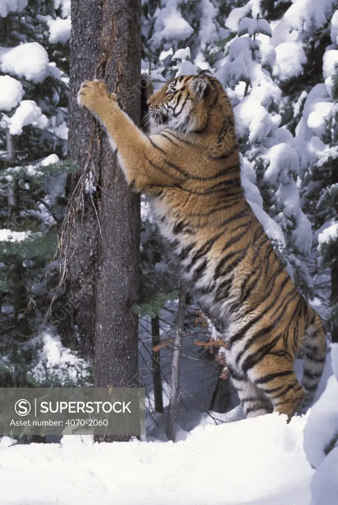 Siberian tiger sharpening claws on tree trunk in snow Panthera tigris altaica} captive