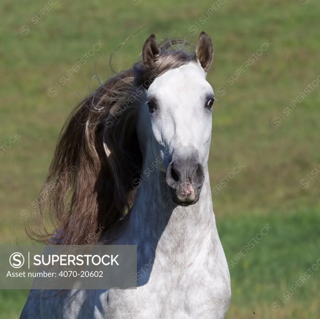 Gray Andalusian stallion portrait, Ojai, California, USA