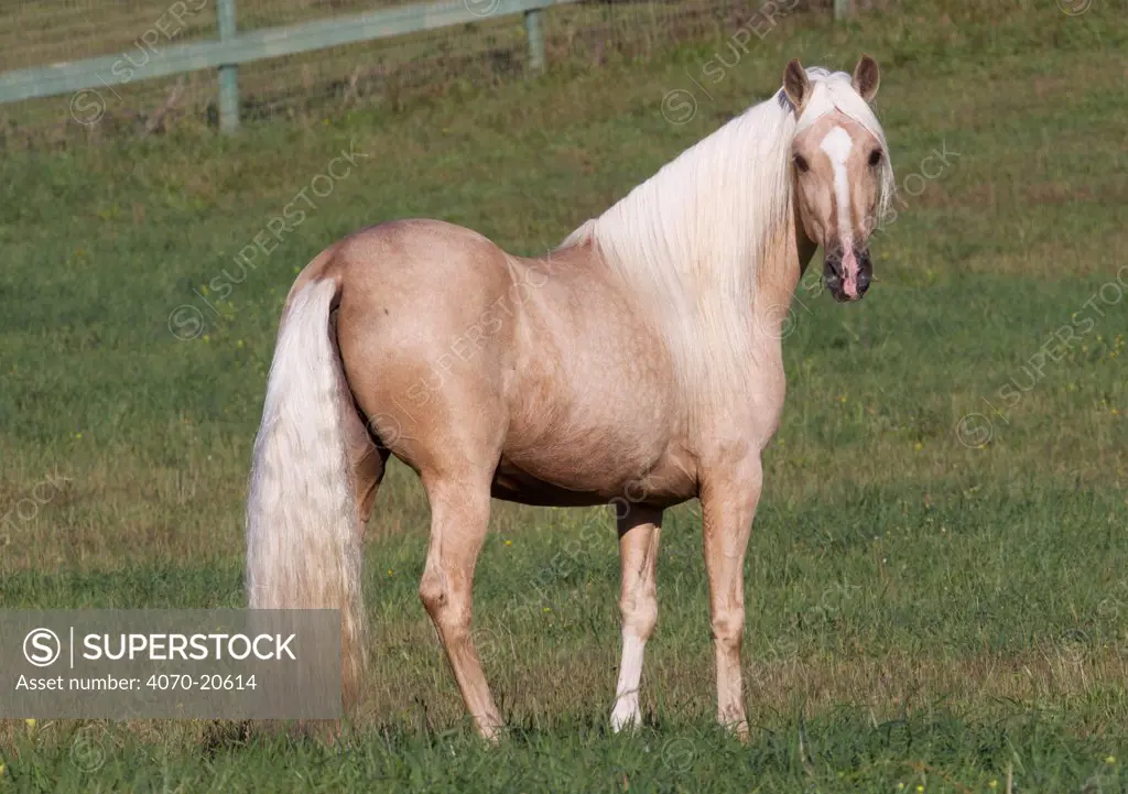 Palomino Peruvian Paso stallion, Ojai, California, USA