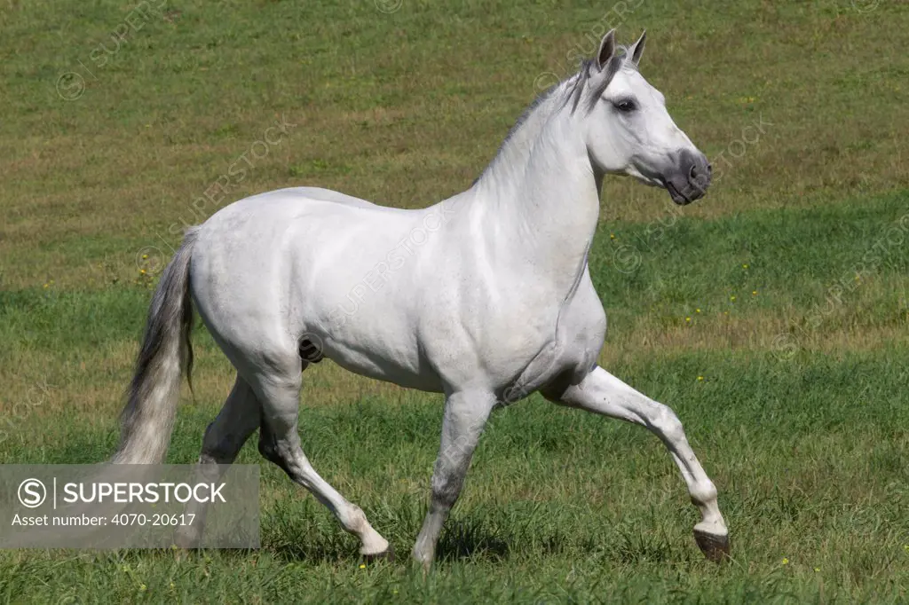 Gray Andalusian stallion, Ojai, California, USA
