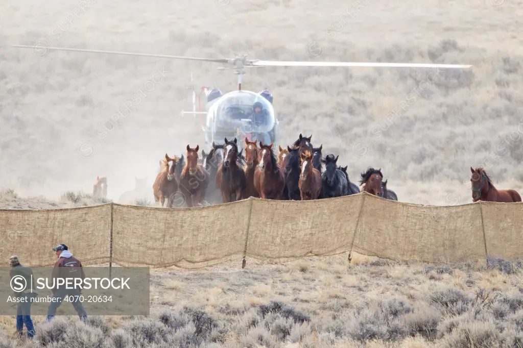 Wild horses / Mustangs, group herded into corral by helicopter, Great Divide Basin, Wyoming, USA, October 2011