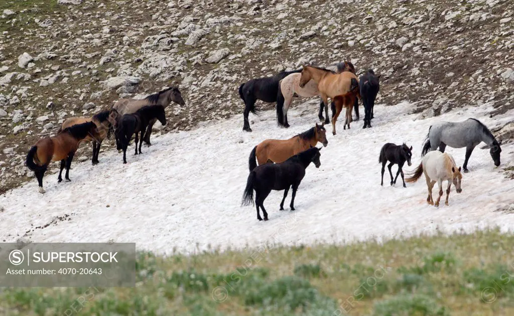 Wild horse / Mustang, group standing on small patch of remaining snow, cooling off and keeping away from insects, Pryor mountains, Montana, USA, July 2011