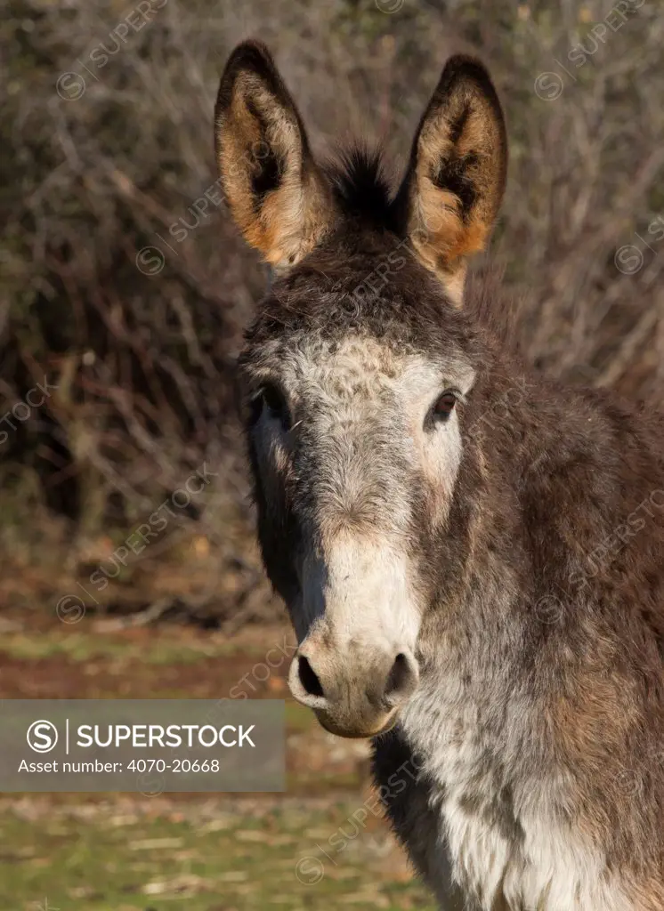 Burro (Equus asinus), Dreamcatcher Sanctuary, California, USA