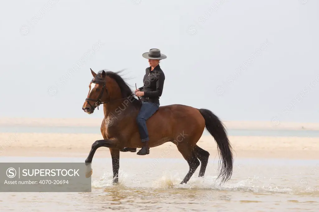 Lusitano horse, woman riding stallion bareback through water, practising dressage steps, Portugal, May 2011, model released