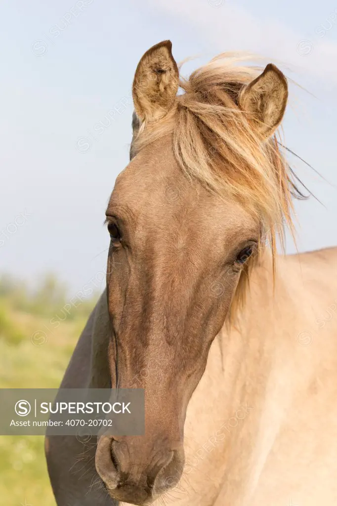 Sorraia horse, rare breed, portrait, Portugal