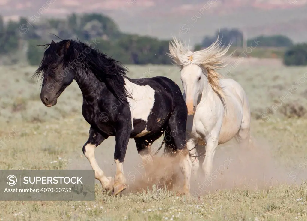 Wild horses / Mustangs, grey stallion chasing pinto stallion, McCullough Peaks, Wyoming, USA