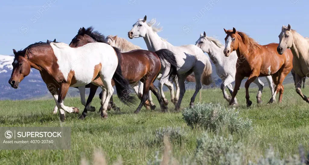 Herd of horses on ranch, Jackson Hole, Wyoming, USA