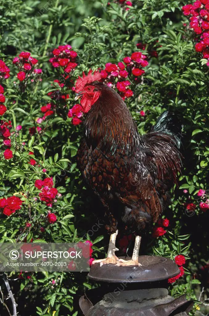 Domestic chicken, gold laced rock rooster Gallus gallus domesticus} Iowa, USA