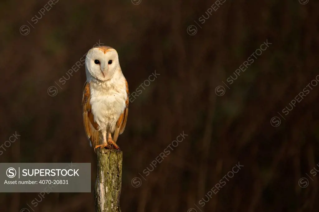 Barn owl (Tyto alba) perched on post, UK March