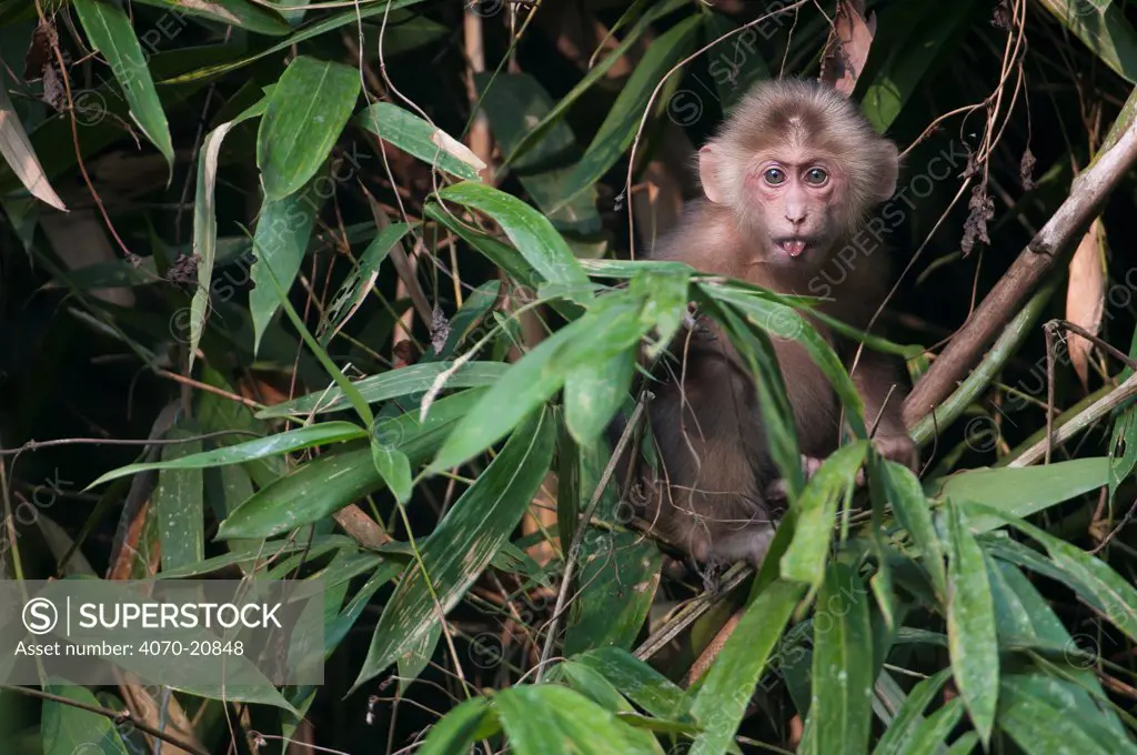 Stump-tailed Macaque (Macaca arctoides) juvenile portrait. Gibbon Wildlife sanctuary, Assam, India.