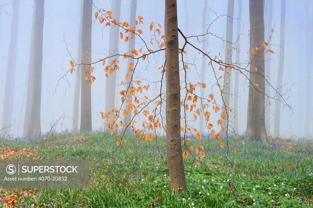Fog in Beech forest (Fagus) with Bluebells (Scilla / Endymion non-scripta). Hallerbos, Halle, Belgium, April.