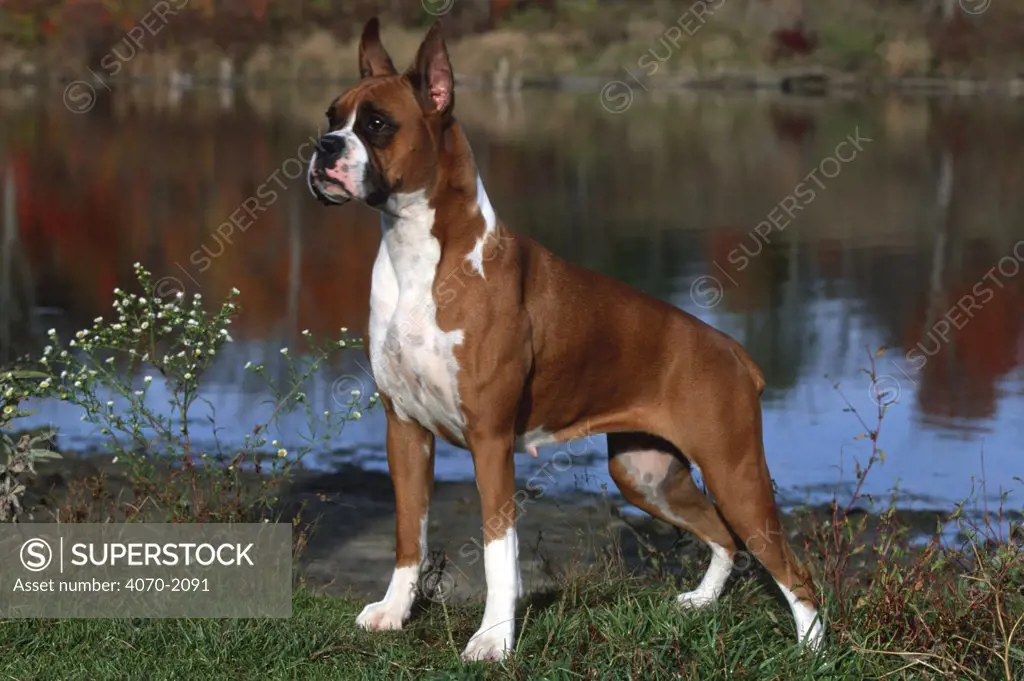 Boxer dog Canis familiaris} Illinois, USA 