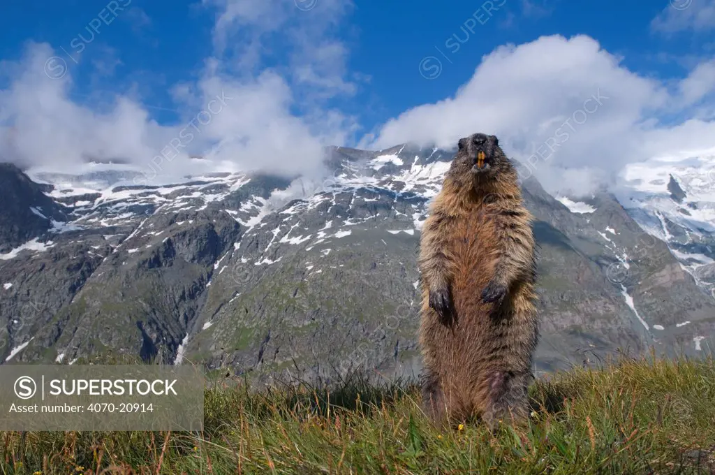 Alpine marmot (Marmota marmota) standing up, with Mount Grossglockner (3798m) in background, Hohe Tauern National Park, Austria, July