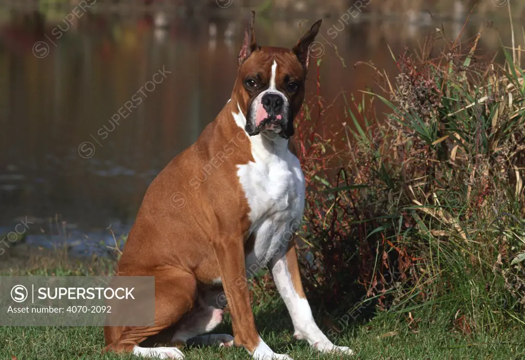 Boxer dog sitting Canis familiaris} Illinois, USA 