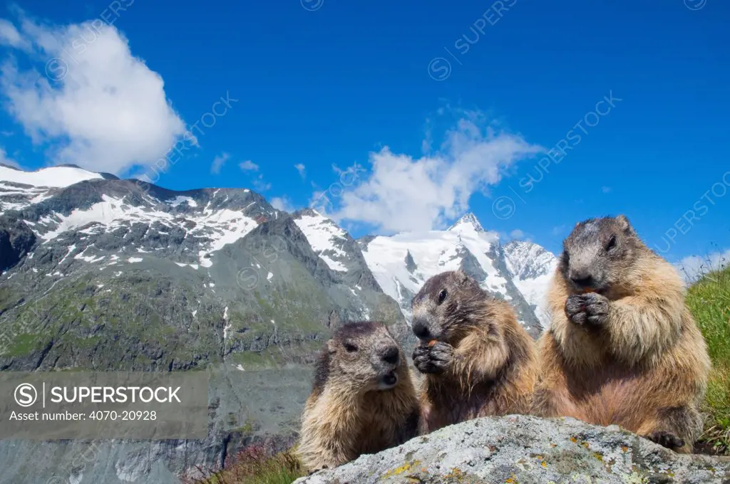 Alpine marmot (Marmota marmota), with Mount Grossglockner (3798m) in background, Hohe Tauern National Park, Austria, July