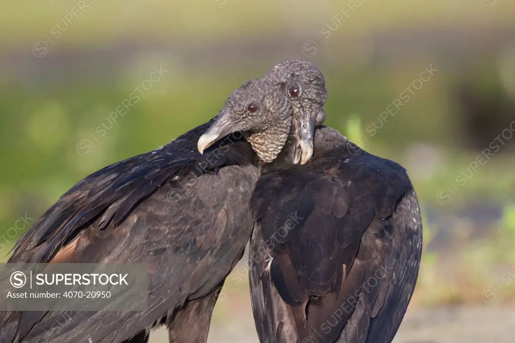 Black Vultures (Coragyps atratus) in courtship behaviour- (mutual grooming and head-touching. Sarasota County, Florida, USA, April.