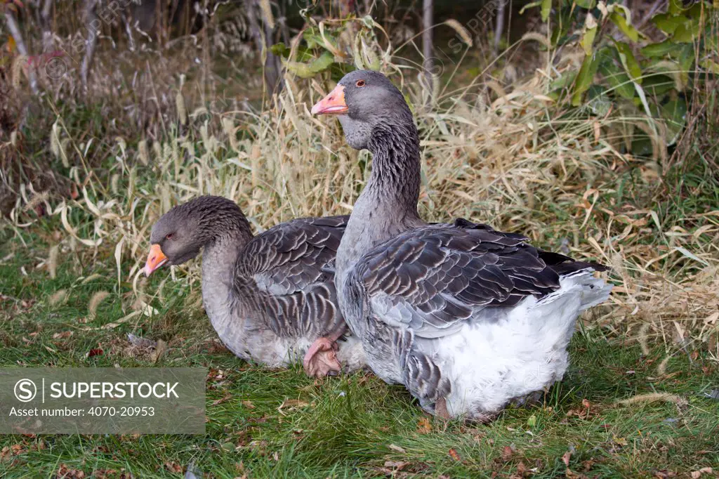 Gray Toulouse domestic Geese (Anser anser), an old domestic breed feom France, whose wild progenitor was the Western Graylag Goose. Calamus, Iowa, USA, October.