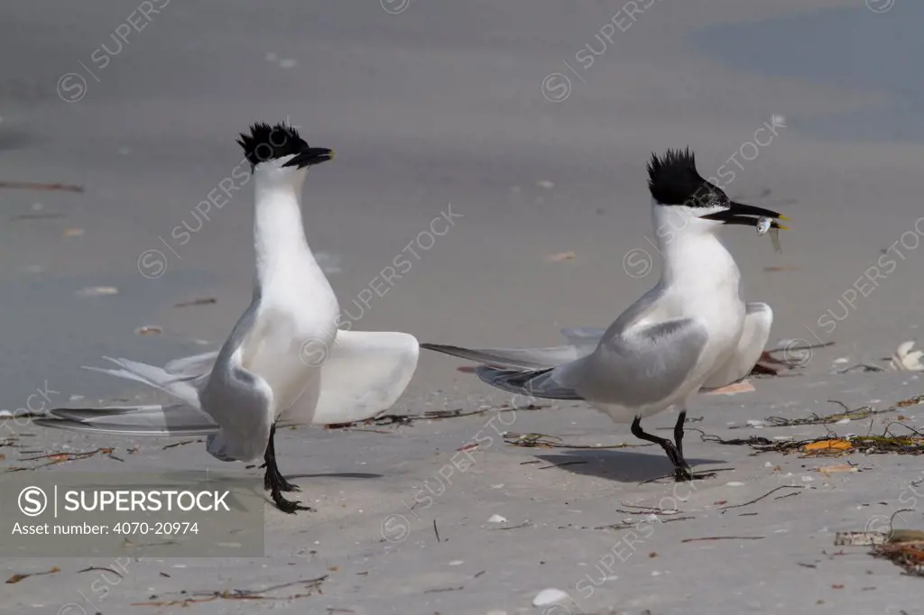 Sandwich Terns (Thalasseus sandvicensis) on sandy, Gulf of Mexico beach; male with a small fish, probably a Scaled Sardine, which it will eventually offer to a female as part of courtship ritual. St. Petersburg, Florida, USA, April.