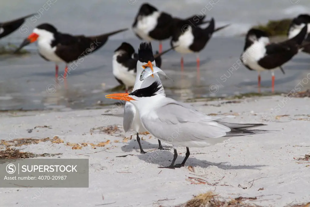Royal Tern (Thalasseus maxima / Sterna maximus) in breeding plumage, with Scaled Sardine 'offering' to a female as part of courtship. Black Skimmers are in the background. Pinellas County, Florida, USA, April.