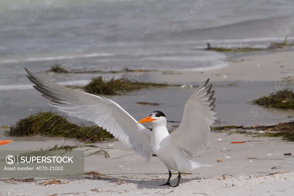 Royal Tern (Thalasseus maxima / Sterna maximus) in breeding plumage, wings spread, Gulf of Mexico beach. Pinellas County, Florida, USA, April.