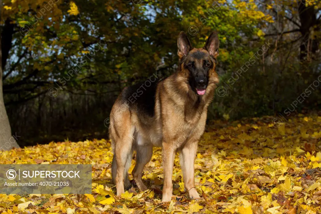 German Shepherd Dog standing on autumn leaves.