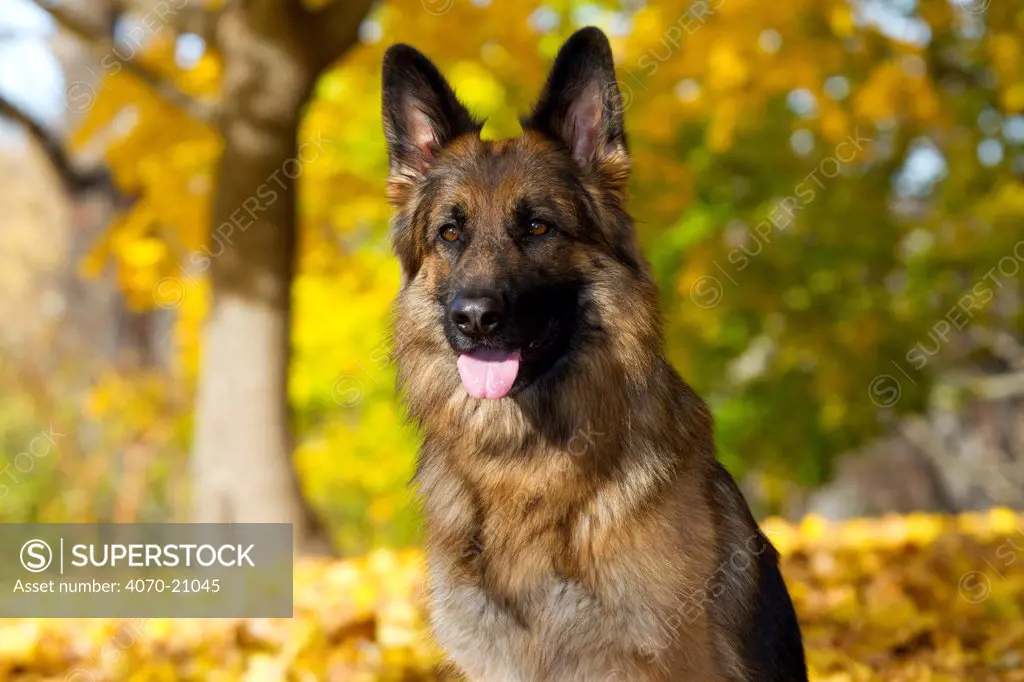 German Shepherd dog portrait against autumn woodland.