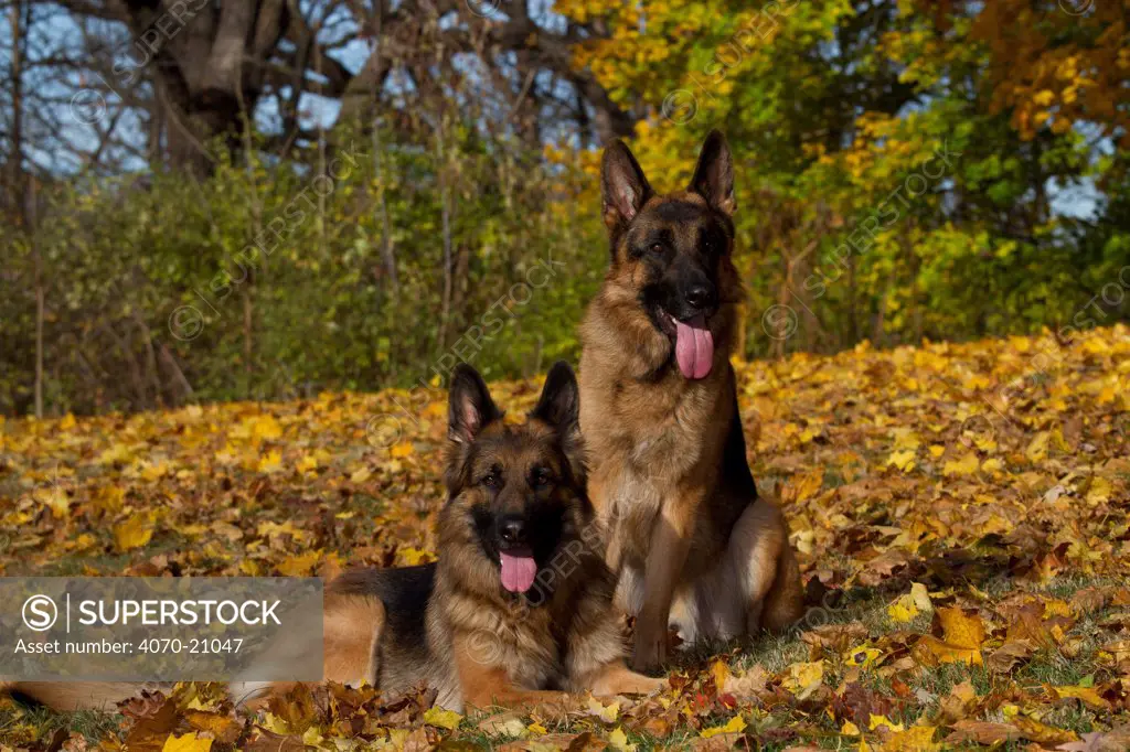 German Shepherd dogs sitting among autumn leaves.