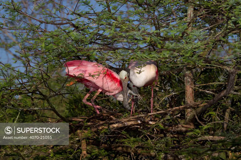 Nesting pair of Roseate Spoonbills (Platalea / Ajaia ajaja) in greeting ritual, marked by bill touching and vocalizations, by new nest (under construction) in Bald Cypress tree. St. John's County, Florida, USA, March.