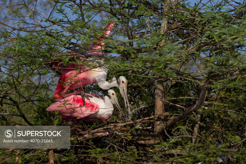 Roseate Spoonbills (Platalea / Ajaia ajaja) male climbing onto female's back to attempt mating by new nest (under construction) in Bald Cypress tree. St. John's County, Florida, USA, March.