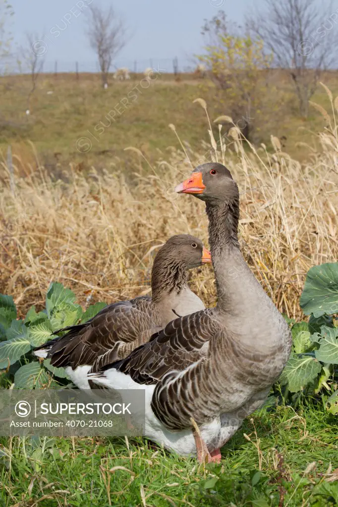 Domestic Gray Geese (Anser anser). Calamus, Iowa, USA, November.