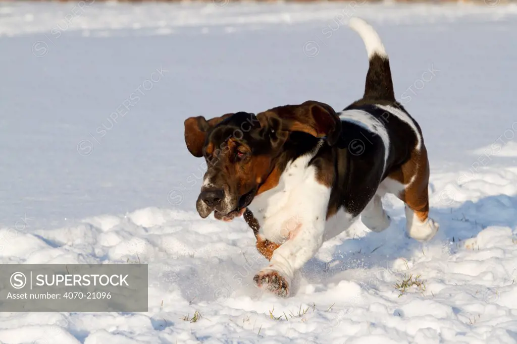 Male Basset Hound running in snow.