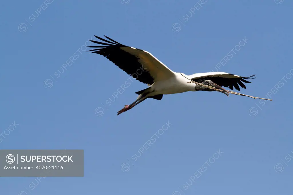 Wood Stork (Mycteria americana) in flight with nesting material. St. John's County, Florida, USA, March.