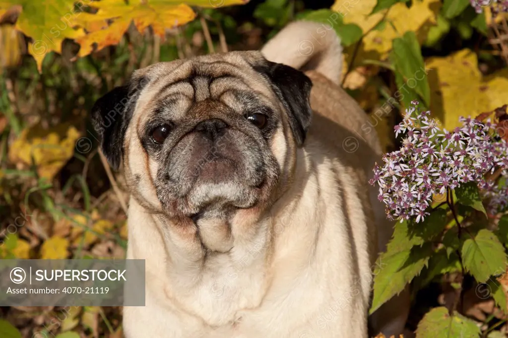 Portrait of male Pug dog in autumn leaves, USA
